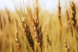 郑麦1860品种介绍，郑麦1860品种有哪些特点