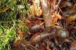 鱼缸里的小龙虾怎么养，鱼缸能养小龙虾吗