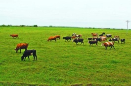 马岗鹅一斤多少钱