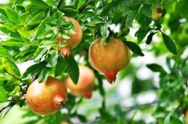 四川凉山最著名的特产是什么