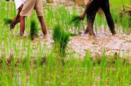 橙色的市场价格是多少,指橙市场价格多少钱一斤