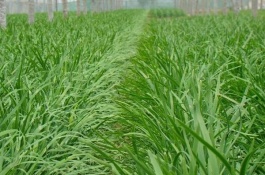 韭菜的种植方法是什么,选择优质品种