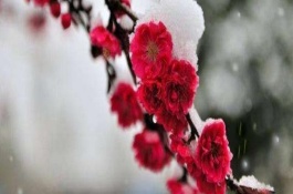 红梅的特点