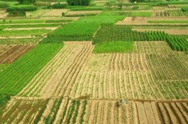 农村赚钱的方式有哪些