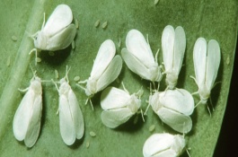 白粉虱的防治方法，白粉虱的危害特征
