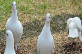 鸽子吃葱的作用有哪些，鸽子吃葱的作用
