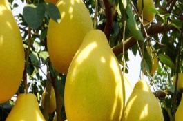 沙田柚是哪里的特产，沙田柚什么时候成熟