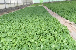 何首乌种植技术