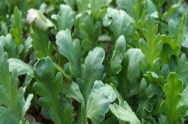 蓬花菜种植时间和方法，蓬花菜又叫做茼蒿