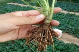 一斤草莓种子多少钱，草莓种子怎么育苗