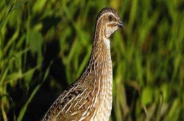 养鹌鹑真的能赚钱吗，养一万只鹌鹑投资多少