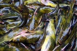 一斤黄鲶鱼的价格是多少，黄颡鱼养殖成本利润分析