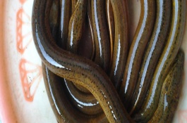 黄鳝养殖成本和利润