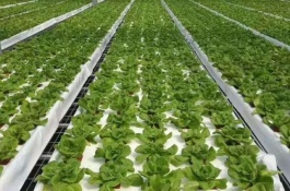 夏天阳台上适合种什么青菜