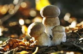 一斤草菇多少钱,草菇的市场前景