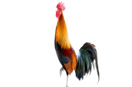 公鸡的尾巴有什么作用，公鸡养殖要点