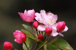 介绍海棠的优良品种