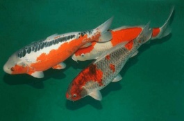 三色锦鲤的产地在哪里，三色锦鲤有几个品种