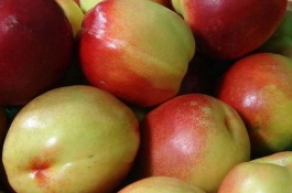 白肉油桃有哪些品种