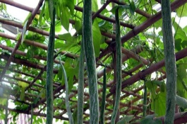蛇瓜种植时间和方法，蛇瓜种植方法