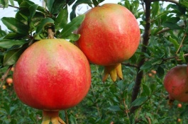 龙果一斤多少钱