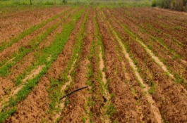 自家地不能想种啥就种啥，基本农田禁止事项