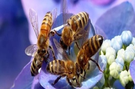 蜜蜂什么情况下会打架，冲群是引起两组蜂群打架的重要原因