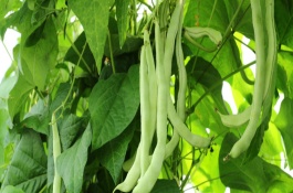 四季豆怎么种，四季豆种植技术与管理方法