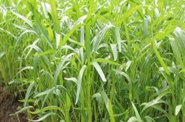 空心菜无土栽培技术，空心菜的播种育苗