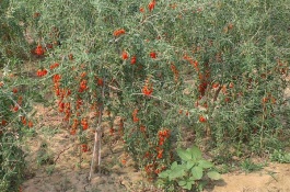 一棵枸杞苗多少钱，枸杞苗多少钱一棵