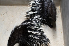 豪猪的人工养殖前景，豪猪的人工饲养