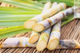 介绍西瓜品种，种植前景好