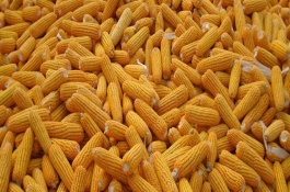 玉米从种上到出来需要几天，玉米从种植到成熟需要几天