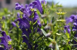 11月适合种植哪些中草药