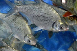 哪里有鱼的产地,鲂鱼有几个品种