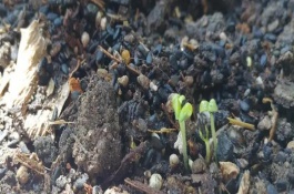 芝麻几天发芽，如何加快芝麻的发芽速度