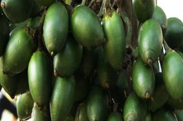 槟榔可以生吃吗，槟榔的危害