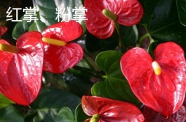 粉玫瑰的产地在哪里