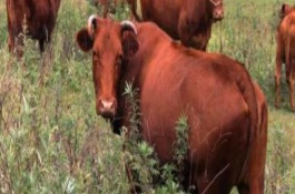 秦川牛有哪些养殖技术