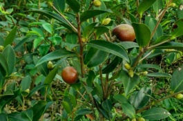 湖南湘乡有哪些土特产，湘乡火焙鱼