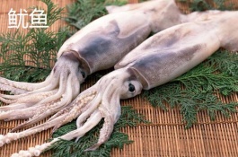 荧光乌贼的产地在哪里,荧光乌贼好吃吗