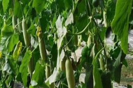 羊角蜜甜瓜从坐果到成熟大概需要多少天，羊角蜜甜瓜坐果后怎么管理