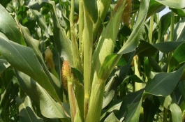 对于非洲气候，哪些作物适合非洲种植，路易波士茶