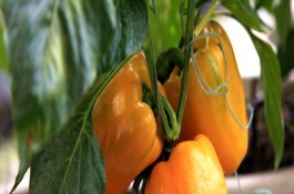 种植彩椒需要注意什么