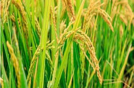 水稻怎么变成大米的，水稻怎样施肥才能高产