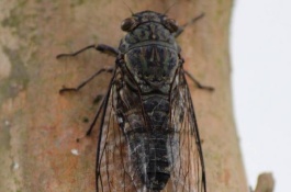 一斤金蝉多少钱，金蝉食用功效和作用