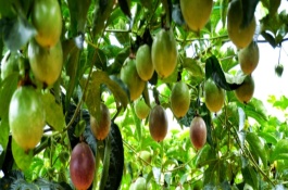 百香果从播种到结果要多久,百香果什么时候种