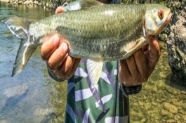 赤眼鳟鱼一斤多少钱，赤眼鳟养殖技术