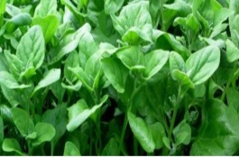 如何保持冬季蔬菜的根系，定植后勤划锄