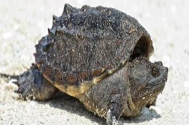 小鳄龟一年能长多大，小鳄龟怎么养